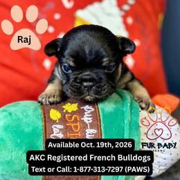 Raj - Black and tan male French Bulldog puppy in Michigan from Fur Baby Farms