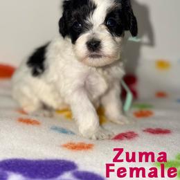 Zuma - Black female Australian Labradoodle puppy in Beecher, Illinois from Erica’s Doodles