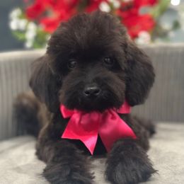Pretty - Black female Poodle puppy in Apple Valley, California from Fletcher Fuzzy Friends