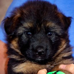 Boy 2 - Black and red male German Shepherd puppy in Alvarado, Texas from King Of Zion German Shepherds