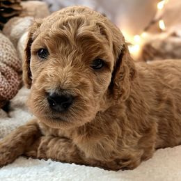Decoy- Black - Apricot Goldendoodle puppy in Augusta, Maine from Bridgewood Doodle Farm LLC.