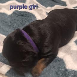 Girl 3 - Black and mahogany female Rottweiler puppy in De Witt, Iowa from Irish Eyes Kennels