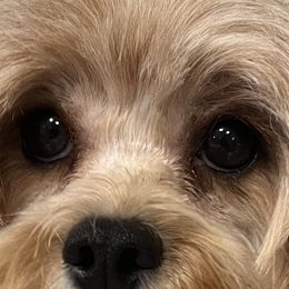 Snookie - Cavapoo