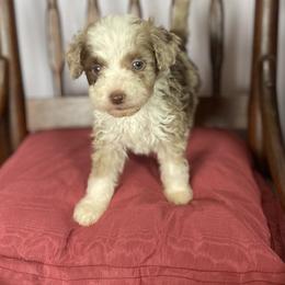Thistle - Merle female Assorted Doodle Crosses puppy in Stuart, Virginia from Lil Aussie Posse