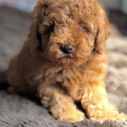 Male 2 - Red  male Poodle puppy in Lancaster, California from Fancy Red Poodles