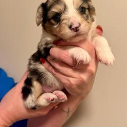 Luna - White and black female Pembroke Welsh Corgi puppy in Asheboro, North Carolina from Taylor's Creek Corgis