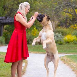 Mila - Bullmastiff