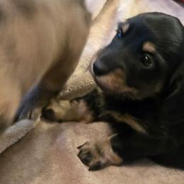 Peppermint - Black and cream female Dachshund puppy in Lincolnton, North Carolina from Oakview Kennels