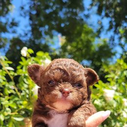 Chihuahua puppies from Golden State Chihuahuas