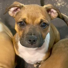 Kip - Red male Staffordshire Bull Terrier puppy in Monroe, Georgia from Irresistibull Staffords