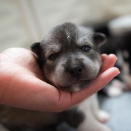 Iselda - Agouti and white female Siberian Husky puppy in Greenville, North Carolina from Ivie Huskies