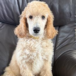 Yellow Boy - Goldendoodle puppy from Poodles of New Orleans
