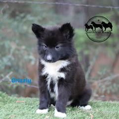 Grizzly - male Nenets Herding Laika puppy in Manns Choice, Pennsylvania from Mystic Winds
