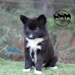 Grizzly - male Nenets Herding Laika puppy in Manns Choice, Pennsylvania from Mystic Winds