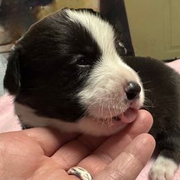 Funyun - Black and white male American Corgi puppy in Omaha, Arkansas from DnD Corgis
