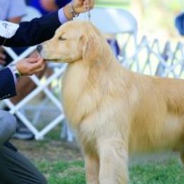Golden Retrievers from 24k Goldens