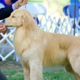 Golden Retrievers from 24k Goldens