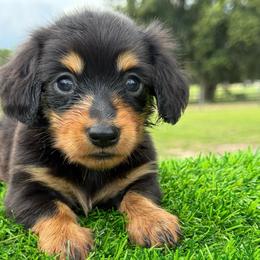 Boy 3 - Black and tan male Dachshund puppy in Apopka, Florida from The HotDog Stand