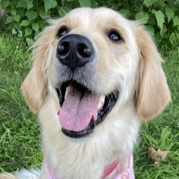 Golden Retrievers from Penny's Goldens