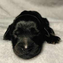 Goldendoodle Puppies from 24 Karat Doodles