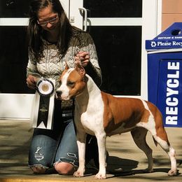Amy - American Staffordshire Terrier