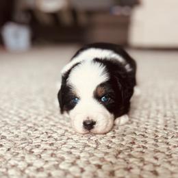 Spark - Black tri-color female Australian Shepherd puppy in Fort Recovery, Ohio from Mud Path Australian Shepherds