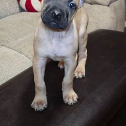 Harvest - Fawn male Cane Corso puppy in Elkhart, Indiana from Martins Almighty Cane Corsos