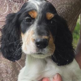 Josie 3 - Blue belton and tan (tri-color) female English Setter puppy in Morrice, Michigan from Wild Bird Setters
