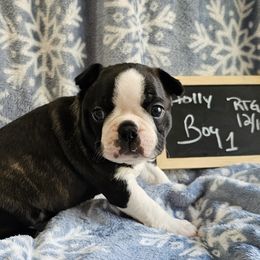 Boy 1 - Black brindle and white male Boston Terrier puppy in Gore, Oklahoma from Ford's Traditional and Colored Boston Terriers