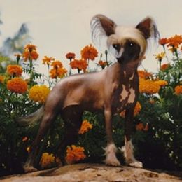 Chinese Cresteds, Ibizan Hounds, and Salukis from Castlecove