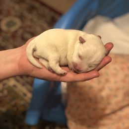 West Highland White Terrier Puppies from CC Leslie’s Westie’s