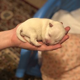 West Highland White Terrier Puppies from CC Leslie’s Westie’s