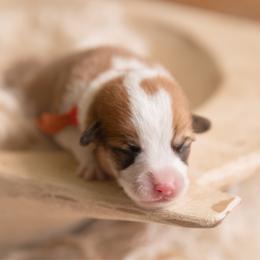 Orange collar Male- Bowser - Red male Pembroke Welsh Corgi puppy in Waverly Hall, Georgia from 6g Ranch Corgis