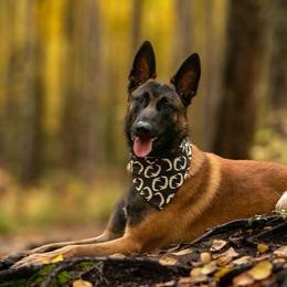 Belgian Malinois Puppies from Ak Hell Hounds