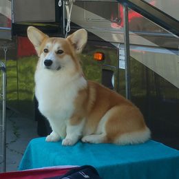 Pembroke Welsh Corgi Puppies from Gwyndolyns