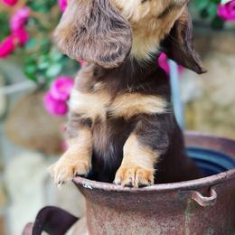 Dachshund Puppies from Rustic Dachshunds