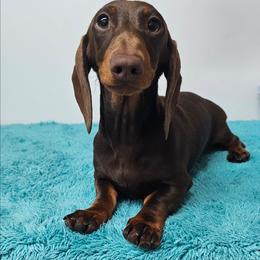 Boone - Chocolate and tan male Dachshund puppy in Belle Rive, Illinois from Akin's Miniature Dachshunds, LLC