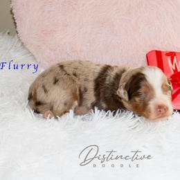 Flurry - Red merle male Aussiedoodle puppy in Kennesaw, Georgia from Distinctive Doodle