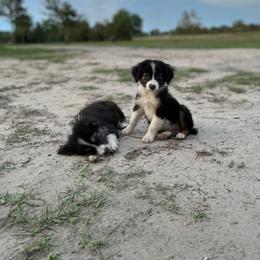 Australian Cattle Dog, Australian Shepherd, Companion Cross, and Miniature Australian Shepherd Puppies from MK Aussies