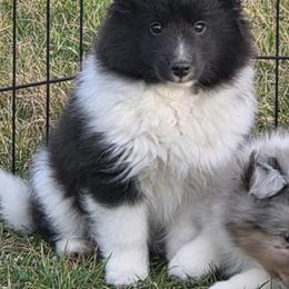 CHASE - White and black male Shetland Sheepdog puppy in Luray, Missouri from Krayola Shelties