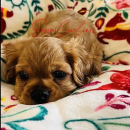 Cavalier King Charles Spaniel Puppies from Sasse Cavaliers