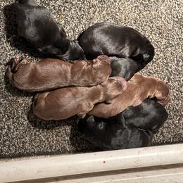 Chocolate 2 - Chocolate male Labrador Retriever puppy in Beresford, South Dakota from Big Sioux Retrievers
