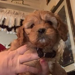 Cavapoo Puppies from Clearview Canines