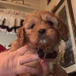 Cavapoo Puppies from Clearview Canines