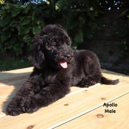 Apollo - Black male Goldendoodle puppy in Palmetto Bay, Florida from SOMIDOODLES