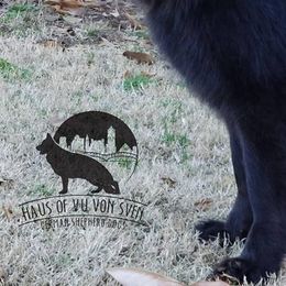 German Shepherd All Grown Up from Haus of Vu von Sven