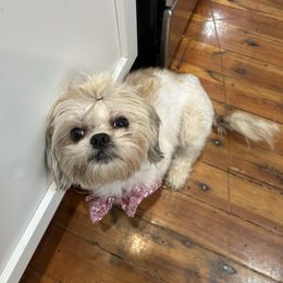 Lucy - Shih Tzu