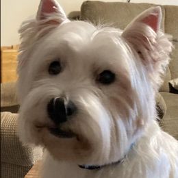 West Highland White Terriers from Smith’s Westies