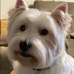 West Highland White Terriers from Smith’s Westies