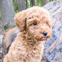 Blue - Apricot male Labradoodle puppy in Lexington Park, Maryland from SUNNY SIDE DOODLES